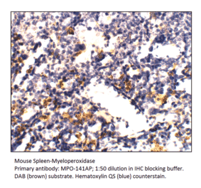 Anti-Myeloperoxidase Antibody from FabGennix (MPO-141AP) - Antibodies.com