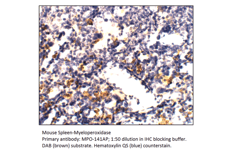 Anti-Myeloperoxidase Antibody from FabGennix (MPO-141AP) - Antibodies.com