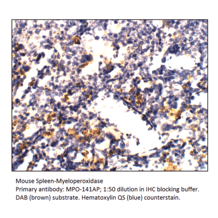 Anti-Myeloperoxidase Antibody from FabGennix (MPO-141AP) - Antibodies.com