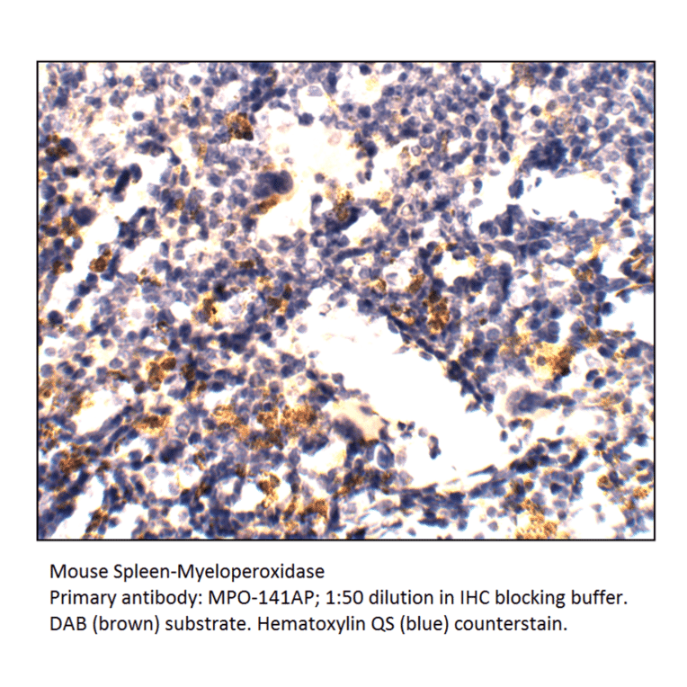 Anti-Myeloperoxidase Antibody from FabGennix (MPO-141AP) - Antibodies.com