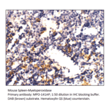 Anti-Myeloperoxidase Antibody from FabGennix (MPO-141AP) - Antibodies.com