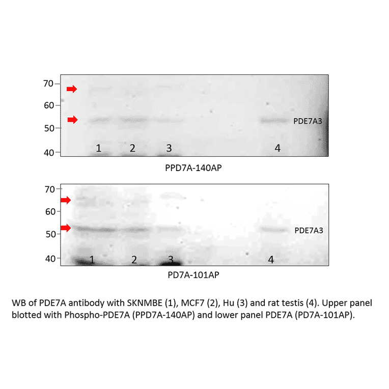Anti-Phospho-PDE7A Antibody from FabGennix (PPD7A-140AP) - Antibodies.com