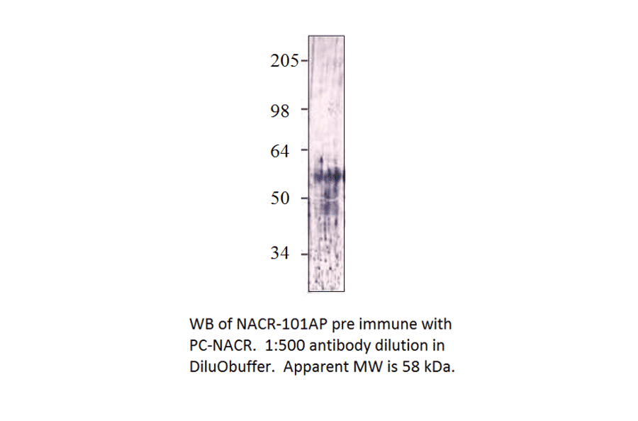 Anti-Nicotinic Acetylcholine Receptor alpha 7 subunit 2 from FabGennix (NACR-101AP) - Antibodies.com