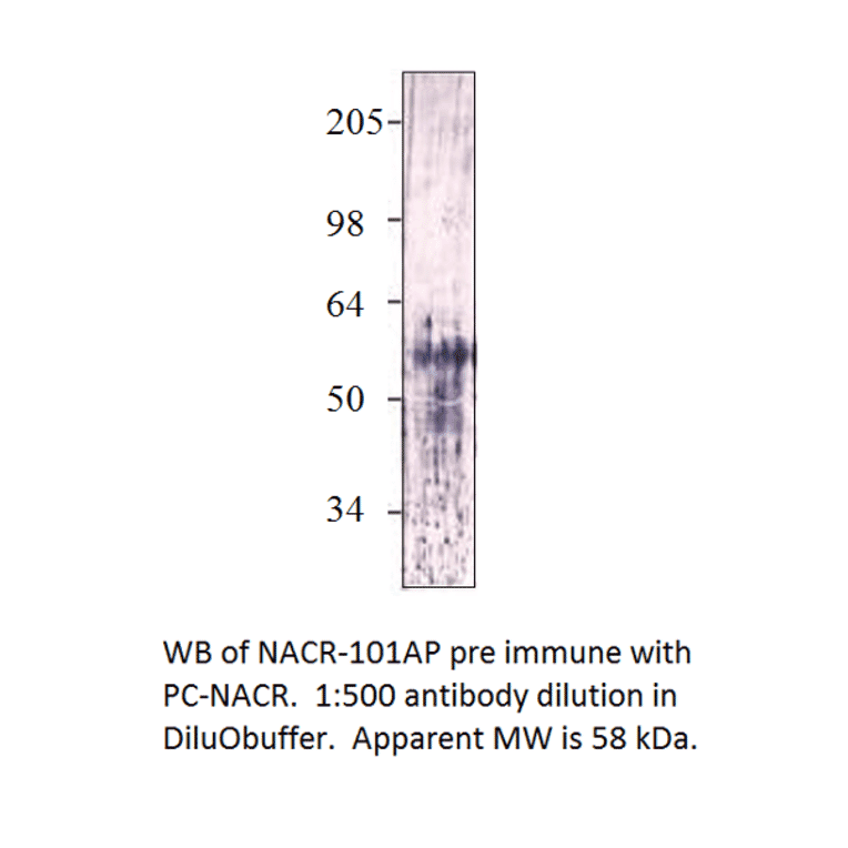 Anti-Nicotinic Acetylcholine Receptor alpha 7 subunit 2 from FabGennix (NACR-101AP) - Antibodies.com