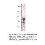 Anti-Nicotinic Acetylcholine Receptor alpha 7 subunit 2 from FabGennix (NACR-101AP) - Antibodies.com