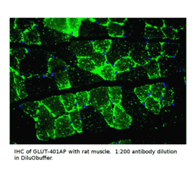 Anti-Glucose Transporter GLUT 4 Antibody from FabGennix (GLUT4-401AP) - Antibodies.com