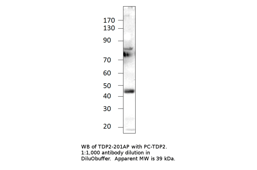 Anti-ETS1 Associated protein II Antibody from FabGennix (TDP2-201AP) - Antibodies.com