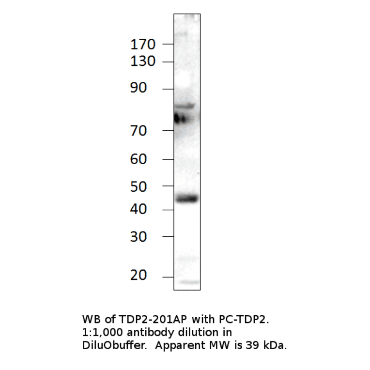 Anti-ETS1 Associated protein II Antibody from FabGennix (TDP2-201AP) - Antibodies.com