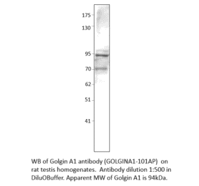 Anti-Golgin A1 Antibody from FabGennix (GOLGINA1-101AP) - Antibodies.com