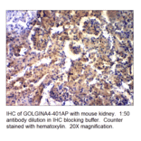 Anti-Golgin A4 Antibody from FabGennix (GOLGINA4-401AP) - Antibodies.com