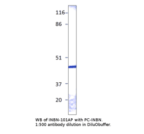 Anti-Inhibin alpha Antibody from FabGennix (INBN-101AP) - Antibodies.com