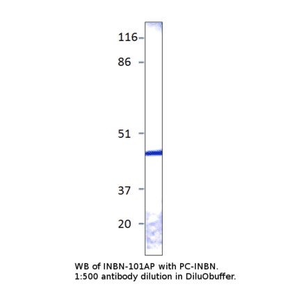 Anti-Inhibin alpha Antibody from FabGennix (INBN-101AP) - Antibodies.com