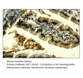 Anti-Lactase (LCT) Antibody from FabGennix (LACT-101AP) - Antibodies.com