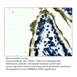 Anti-Lactase (LCT) Antibody from FabGennix (LACT-101AP) - Antibodies.com