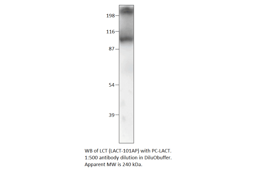 Anti-Lactase (LCT) Antibody from FabGennix (LACT-101AP) - Antibodies.com