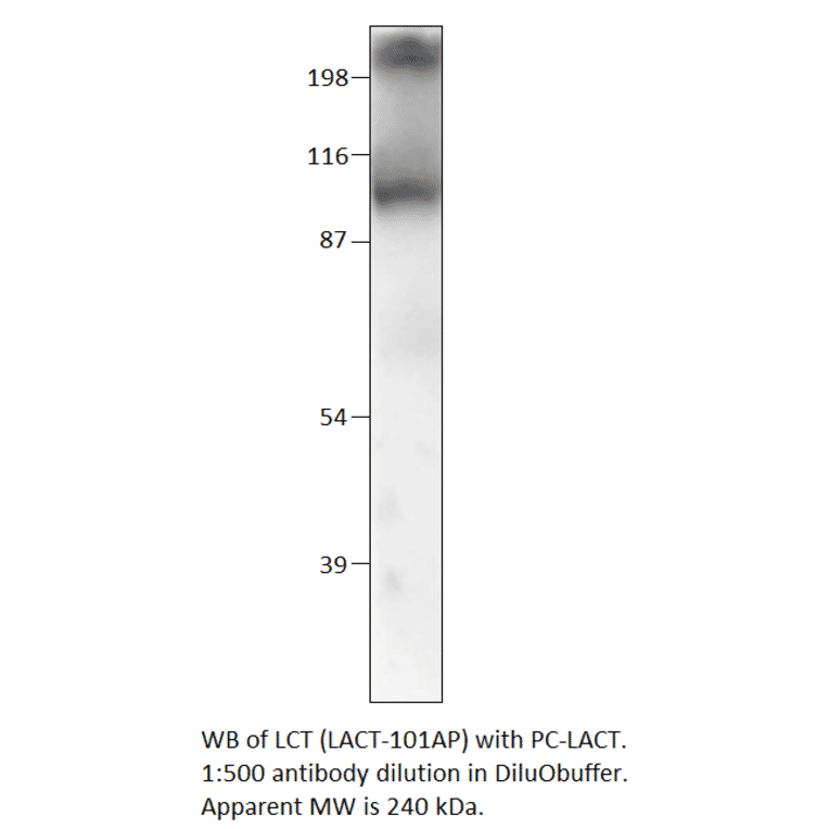 Anti-Lactase (LCT) Antibody from FabGennix (LACT-101AP) - Antibodies.com