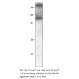 Anti-Lactase (LCT) Antibody from FabGennix (LACT-101AP) - Antibodies.com