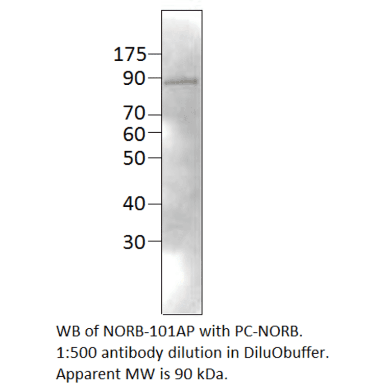 Anti-Neurochondrin Antibody from FabGennix (NORB-101AP) - Antibodies.com
