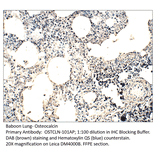 Anti-Osteocalcin Antibody from FabGennix (OSTCLN-101AP) - Antibodies.com