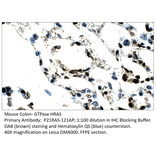 Anti-GTPase HRAS Antibody from FabGennix (P21RAS-121AP) - Antibodies.com