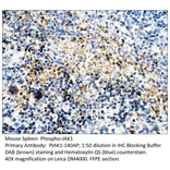 Anti-Phospho-JAK1 Antibody from FabGennix (PJAK1-140AP) - Antibodies.com