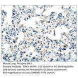 Anti-Phospho-JAK3 Antibody from FabGennix (PJAK3-340AP) - Antibodies.com