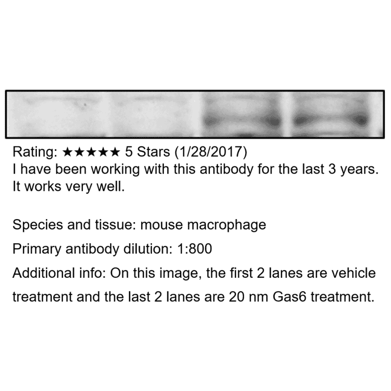 Anti-Phospho-MERTK Antibody from FabGennix (PMKT-140AP) - Antibodies.com