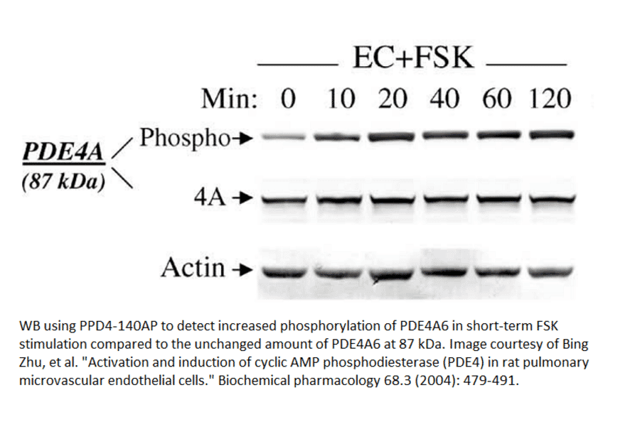 Anti-Phospho-PDE4A Antibody from FabGennix (PPD4-140AP) - Antibodies.com