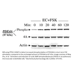 Anti-Phospho-PDE4A Antibody from FabGennix (PPD4-140AP) - Antibodies.com