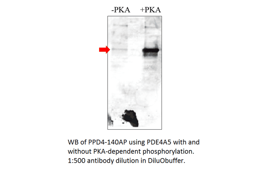 Anti-Phospho-PDE4A Antibody from FabGennix (PPD4-140AP) - Antibodies.com