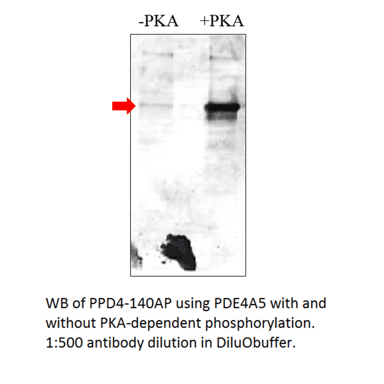 Anti-Phospho-PDE4A Antibody from FabGennix (PPD4-140AP) - Antibodies.com