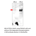 Anti-Phospho-PDE4A Antibody from FabGennix (PPD4-140AP) - Antibodies.com