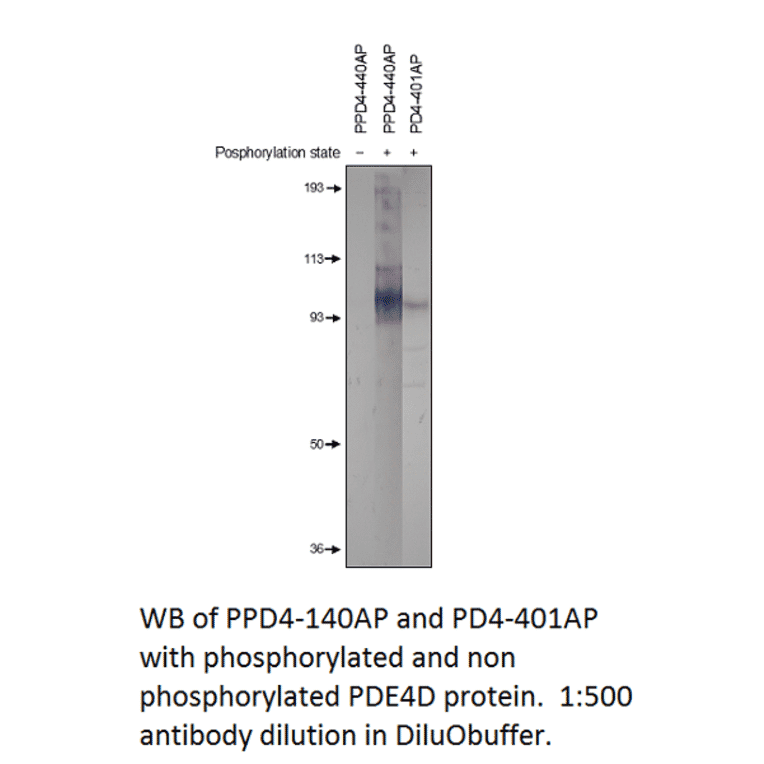 Anti-Phospho-PDE4A Antibody from FabGennix (PPD4-140AP) - Antibodies.com