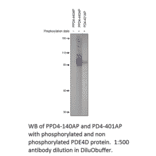 Anti-Phospho-PDE4A Antibody from FabGennix (PPD4-140AP) - Antibodies.com
