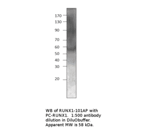 Anti-RUNX1 / AML1 Antibody from FabGennix (RUNX1-101AP) - Antibodies.com