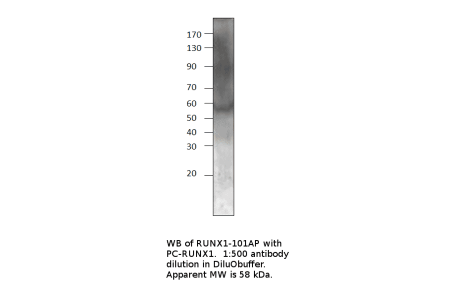 Anti-RUNX1 / AML1 Antibody from FabGennix (RUNX1-101AP) - Antibodies.com
