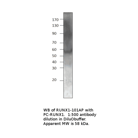 Anti-RUNX1 / AML1 Antibody from FabGennix (RUNX1-101AP) - Antibodies.com