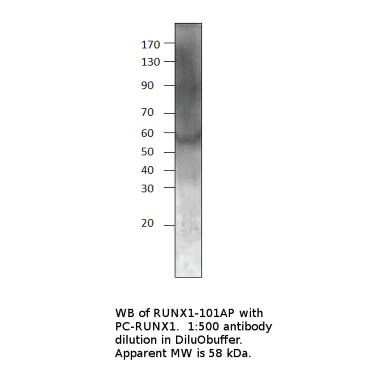 Anti-RUNX1 / AML1 Antibody from FabGennix (RUNX1-101AP) - Antibodies.com