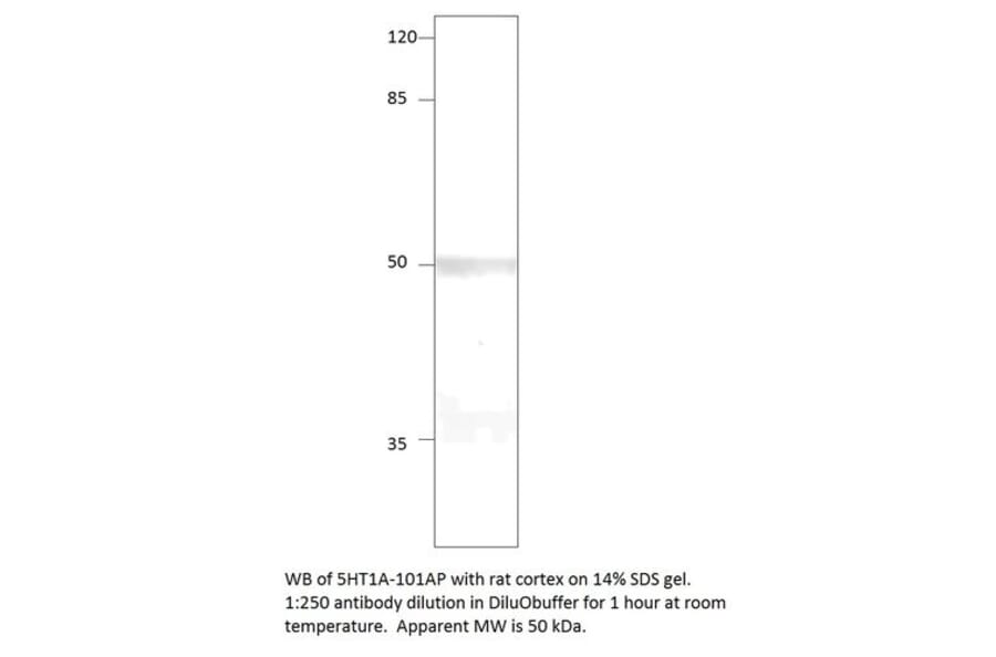 Anti-5HT1A Antibody (FITC) from FabGennix (5HT1A-FITC) - Antibodies.com