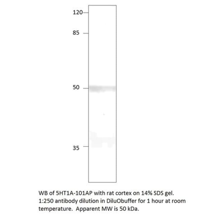 Anti-5HT1A Antibody (FITC) from FabGennix (5HT1A-FITC) - Antibodies.com