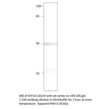 Anti-5HT1A Antibody (FITC) from FabGennix (5HT1A-FITC) - Antibodies.com