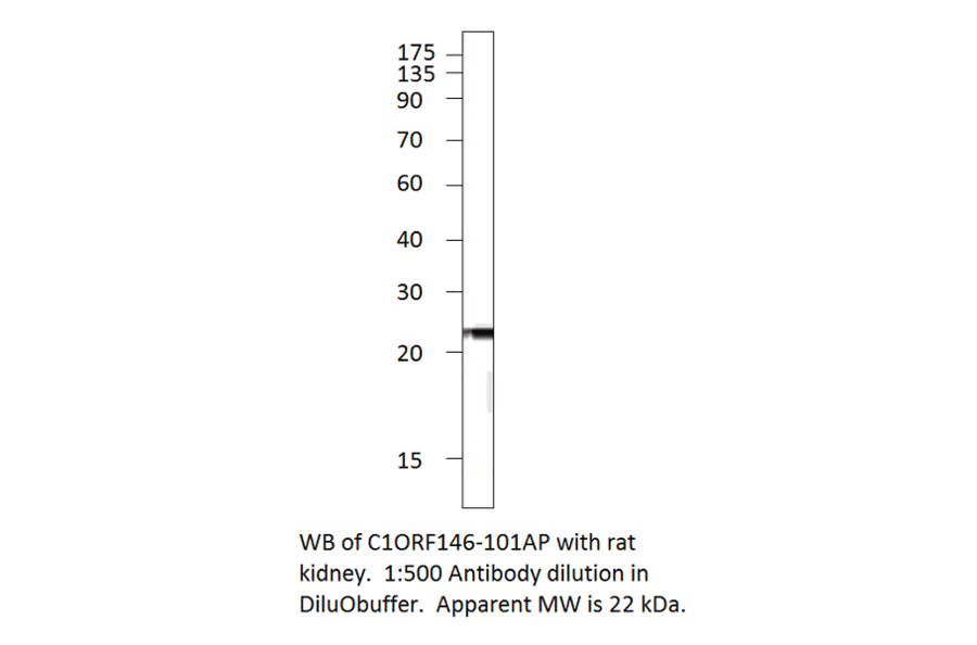 Anti-C1orf146 Antibody from FabGennix (C1ORF146-101AP) - Antibodies.com