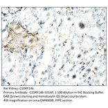 Anti-C1orf146 Antibody from FabGennix (C1ORF146-101AP) - Antibodies.com