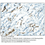 Anti-C1orf146 Antibody from FabGennix (C1ORF146-101AP) - Antibodies.com