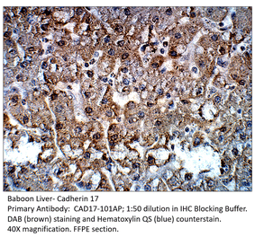 Anti-Cadherin 17 Antibody from FabGennix (CAD17-101AP) - Antibodies.com