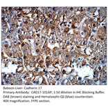 Anti-Cadherin 17 Antibody from FabGennix (CAD17-101AP) - Antibodies.com