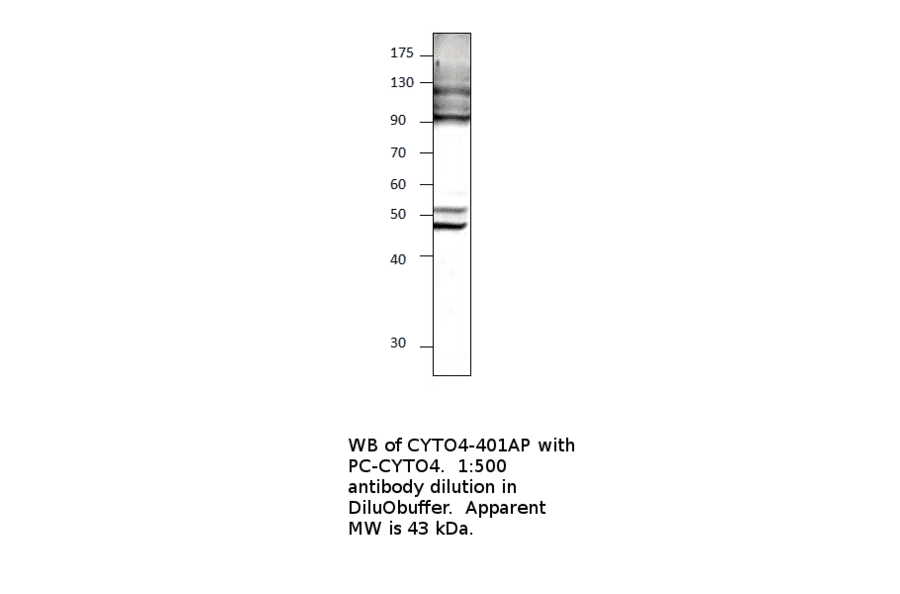 Anti-Cytohesin 4 Antibody from FabGennix (CYTO4-401AP) - Antibodies.com