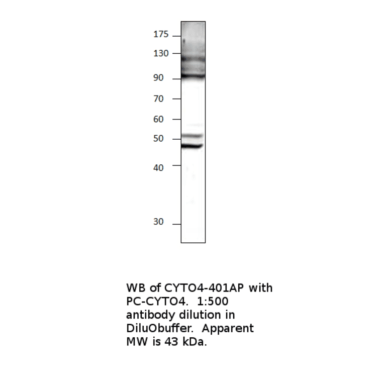 Anti-Cytohesin 4 Antibody from FabGennix (CYTO4-401AP) - Antibodies.com
