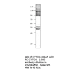 Anti-Cytohesin 4 Antibody from FabGennix (CYTO4-401AP) - Antibodies.com