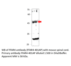 Anti-GPCR GPR120 Antibody from FabGennix (FFAR4-401AP) - Antibodies.com